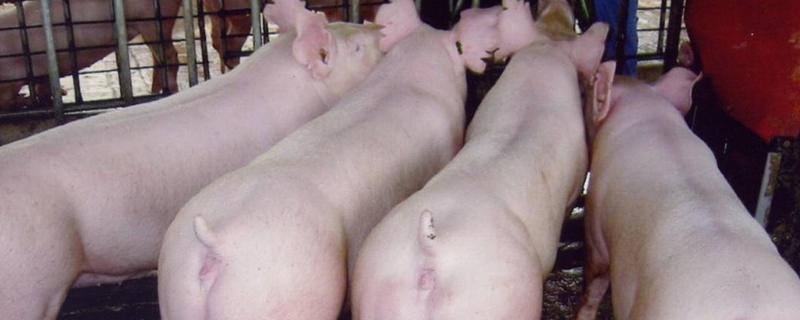 纯种大白猪如何辨认，大白猪和长白猪哪个做种母猪好