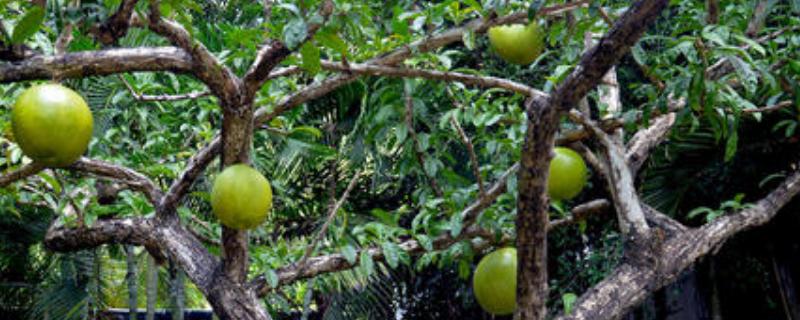 西瓜树怎么种植方法如下，真的能结出西瓜吗