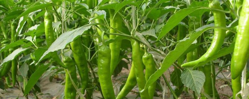 辣椒种植时间与生长周期，辣椒种植方法
