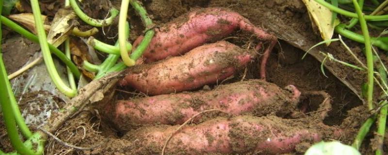 山芋育苗方法与时间，山芋和红薯有区别吗