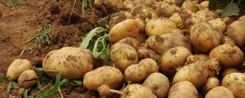 马铃薯切种后多久种植，马铃薯是植物的根还是茎