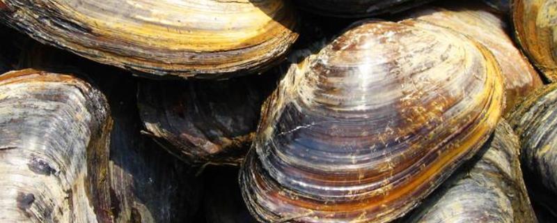 30厘米河蚌长多少年，河蚌养殖对鱼虾有害吗