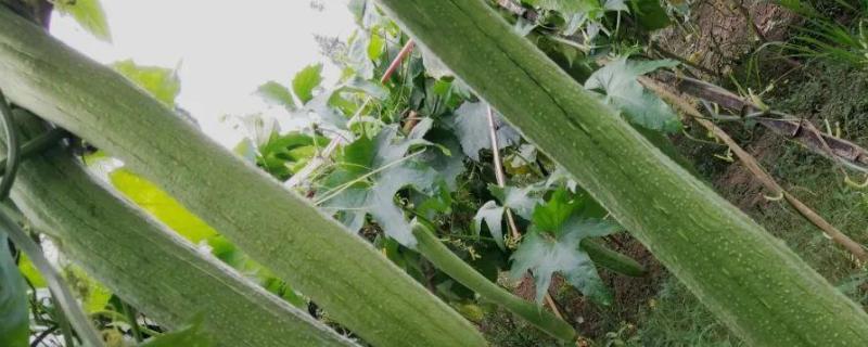 露天丝瓜哪个品种最高产，丝瓜种植间距为多少
