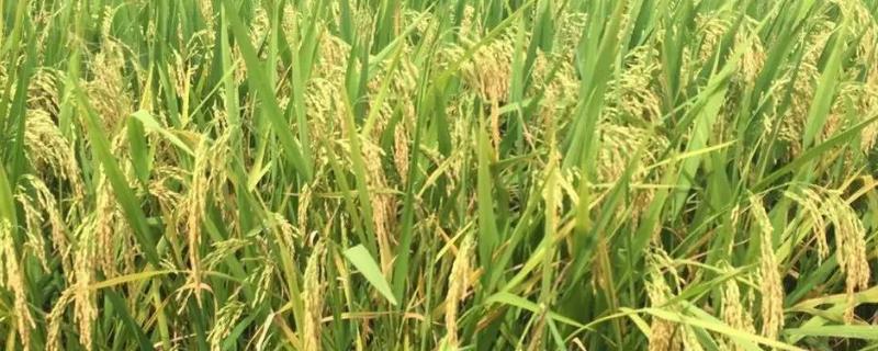科稻1704水稻品种
