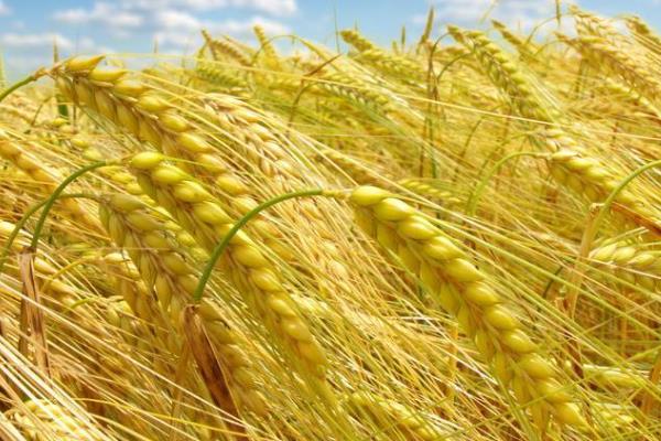 豫农908小麦品种介绍