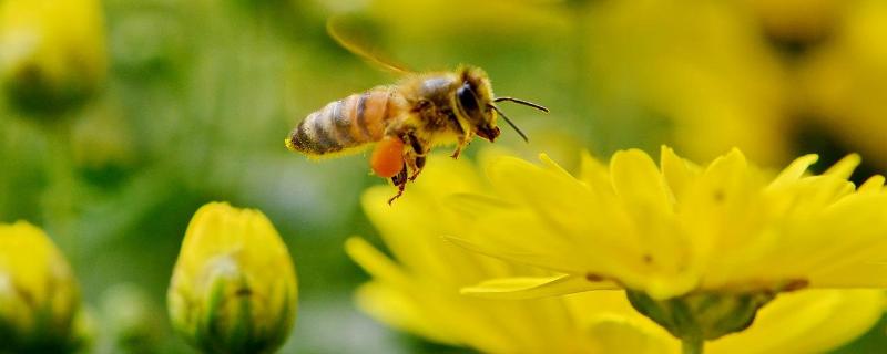 养蜜蜂的方法，如何控制蜜蜂不分蜂维持强群
