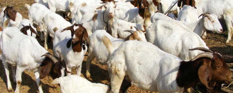 100斤羊喂多少伊维菌素，伊维菌素中毒有什么症状
