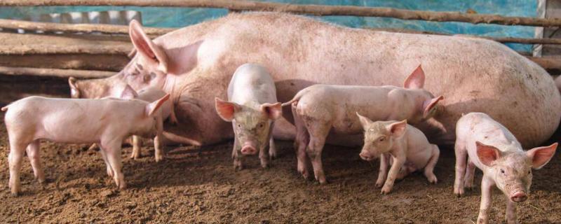 阿苯达唑伊维菌素猪用法用量，怀孕母猪可以用吗