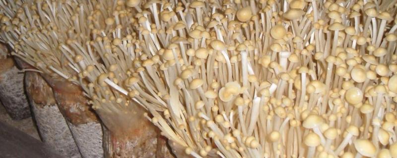 人工菌的简单种植方法，人工菌菇有哪些品种
