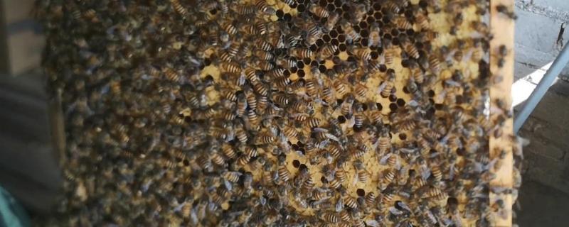 蜜蜂春繁加脾示意图和时间，蜜蜂春繁有哪些注意事项