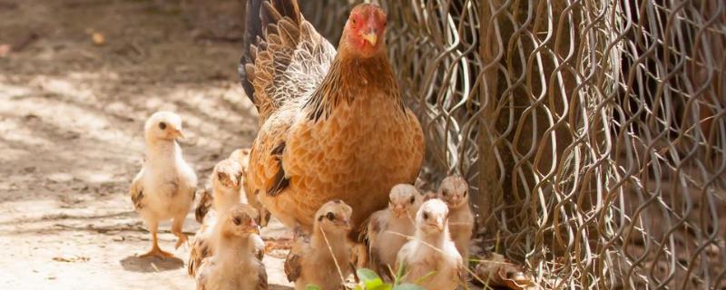 蛋鸡一天生几个蛋，母鸡抱窝放多少蛋合适