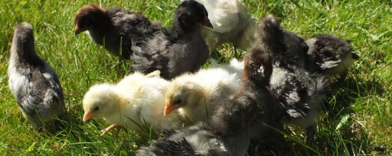 小鸡孵化器温度和湿度是多少才正常，孵蛋器多久能孵出小鸡