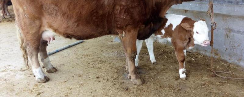 牛犊拉黄稀屎用什么药，牛犊几个月可以打口蹄疫疫苗