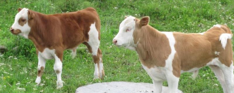 小牛多大能受孕生小牛，小牛犊拉稀用什么药
