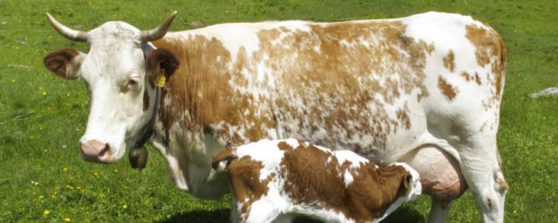 1000斤母牛一天吃多少干草，母牛驱虫最佳时期