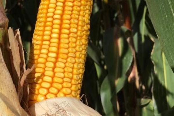 什么玉米种子产量高