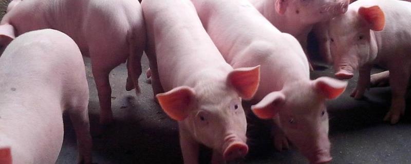 仔猪消化不良腹泻用什么药，哺乳仔猪带猪瘟的特点是什么