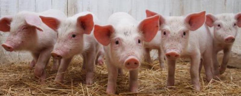 刚出生小猪口服庆大的作用，25公斤小猪一天吃多少饲料