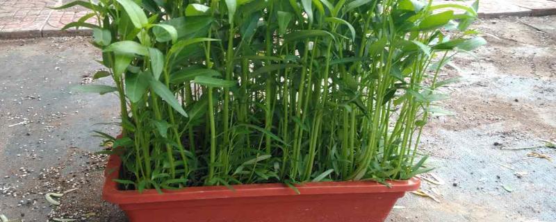 空心菜盆栽种植方法，需要间苗吗