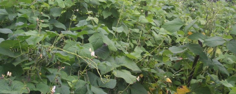 扁豆的种植方法和时间，附栽培技术要点