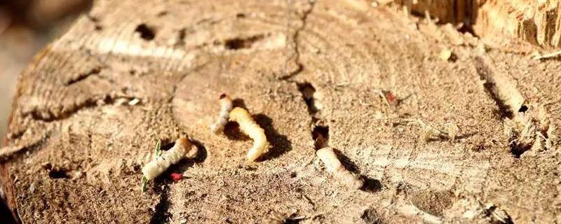 松材线虫病疫区和疫木管理办法，对人有什么危害