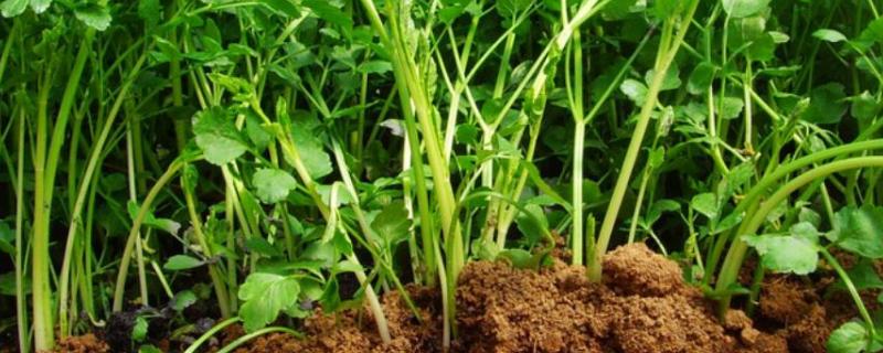 芹菜如何种植，种植多久可以收获