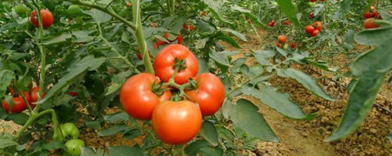 番茄如何种植，对温度有什么要求