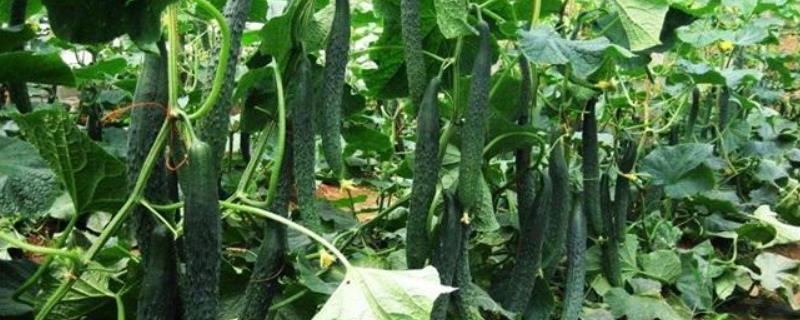 黄瓜栽培技术，什么时候种植合适，需要什么肥料