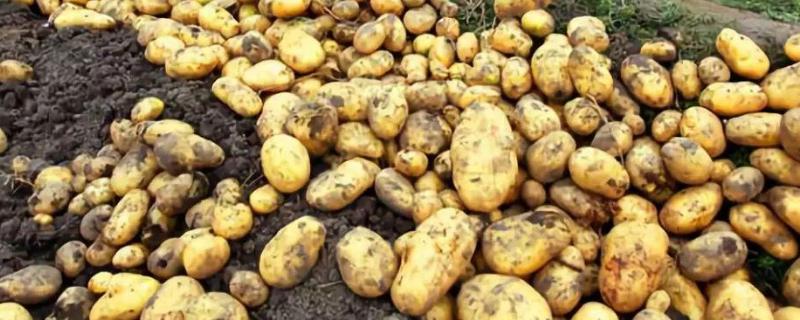 马铃薯栽培技术与管理，用什么肥料比较好