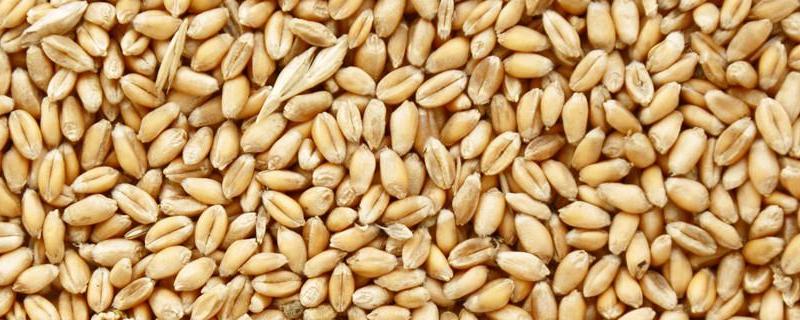 小麦种子可以用几年，放一年还能用吗