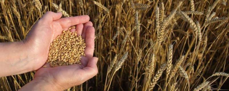 小麦种子用水泡能发芽吗，用热水还是冷水泡