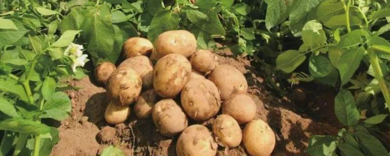 马铃薯种植技术与管理，什么时候种植好