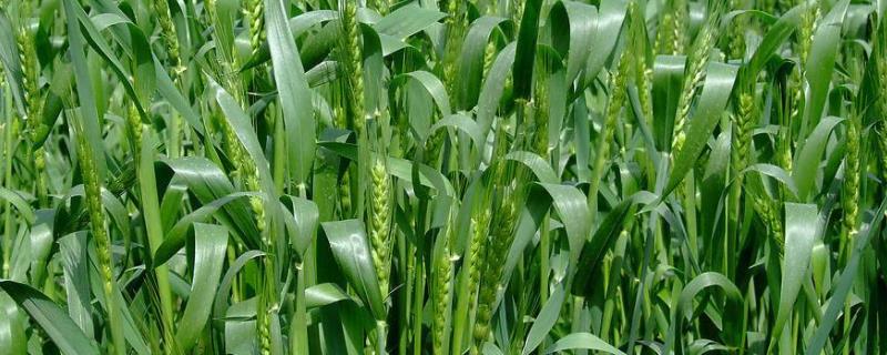 小麦种子多长时间发芽，附发芽条件