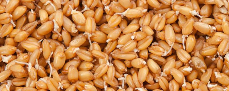 小麦种子有亩产2000斤的吗，三抗10号播种多少斤一亩
