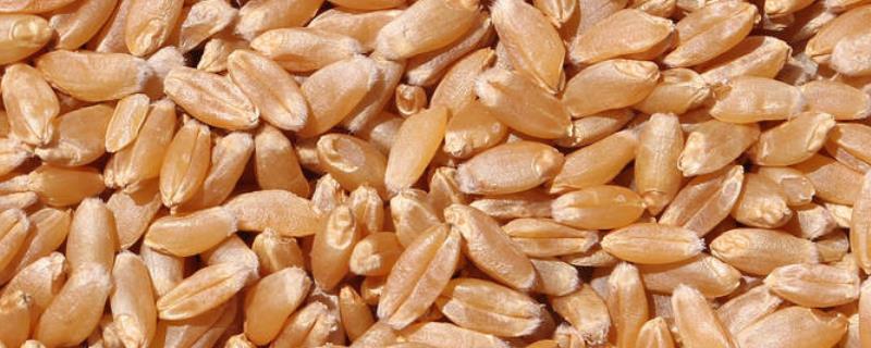 小麦种子保质期是多久，种子播多了怎么办