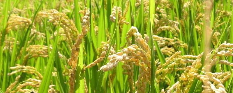 水稻缺水对产量影响最大的时期是什么，怎么补救
