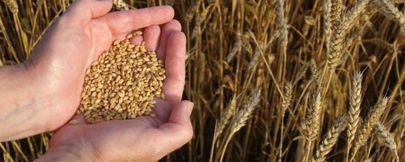 小麦种子亩用量，泡水多久能种