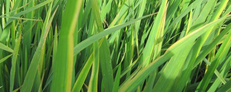 水稻叶尖干枯，是什么原因引起的