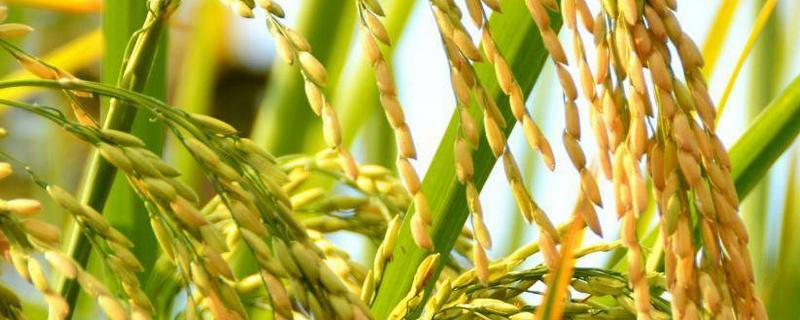水稻开花不结稻是什么原因，到灌浆需要多长时间