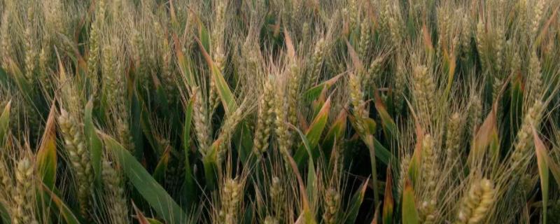 小麦种子的营养物质主要储存在哪里，萌发时所需营养物质主要来自于哪里