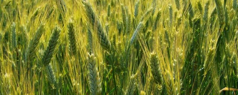 小麦种子可以种几年，可留种几代