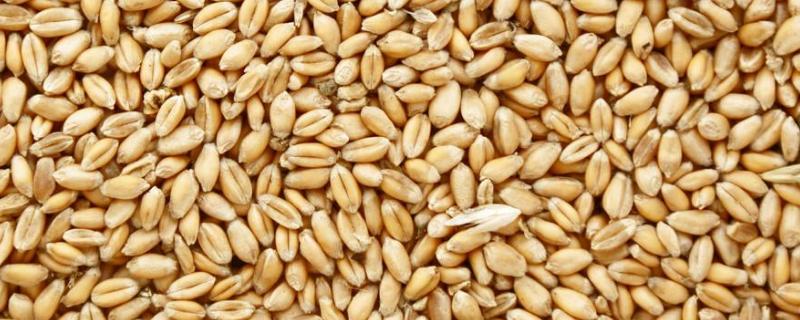 小麦种子种植属于什么生殖方式，是怎样授粉的