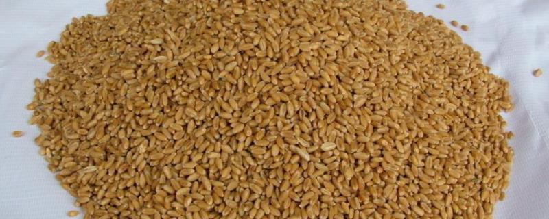 小麦种子第二年能种吗，带菌如何处理