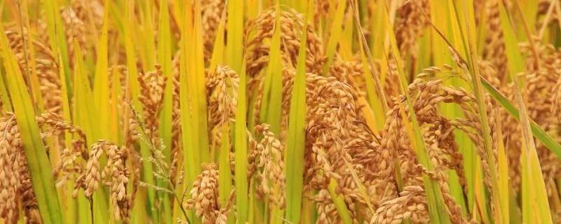 水稻成熟期分为几个阶段，需要多少温度
