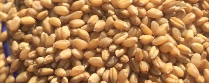 小麦种子匀浆含有什么，匀浆液和双缩脲反应吗