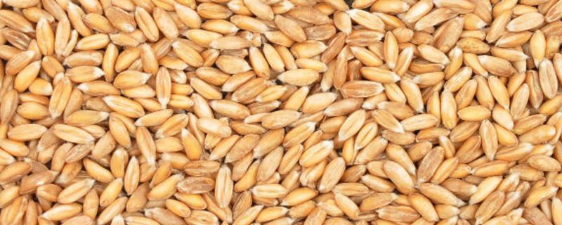 小麦种子属于什么种子，种子高感赤霉病是什么意思