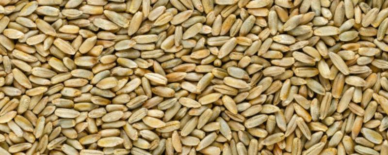 小麦种子为什么有甜味，为什么不饱满