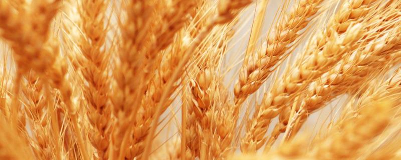 小麦种子慢条绣病是什么意思，缺镁会长成什么样