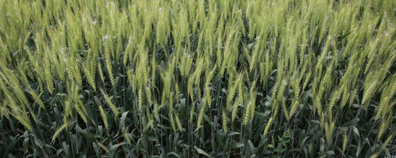 小麦种子鲁原502产量如何，福照6002高产吗