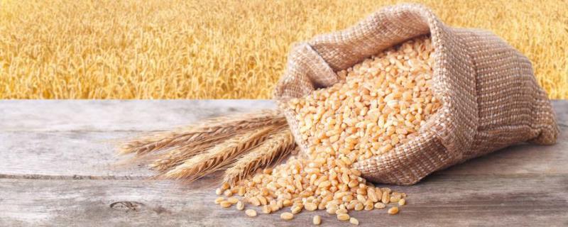 小麦种子能自己留吗，种子处理的方法有哪些